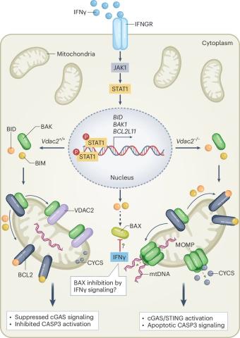 Molecular mechanisms of inflammatory cell death